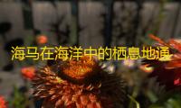 海马在海洋中的栖息地通常是什么